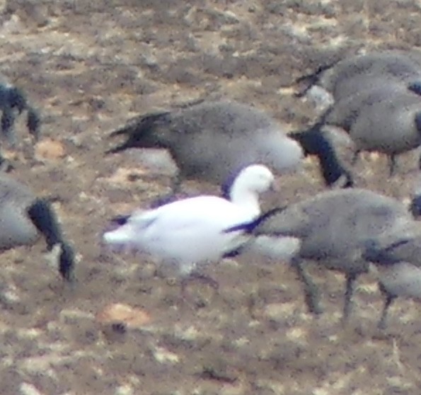 Ross's Goose - ML645872815