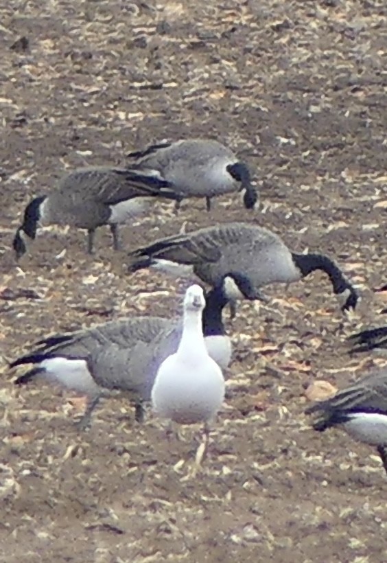Ross's Goose - ML645872816