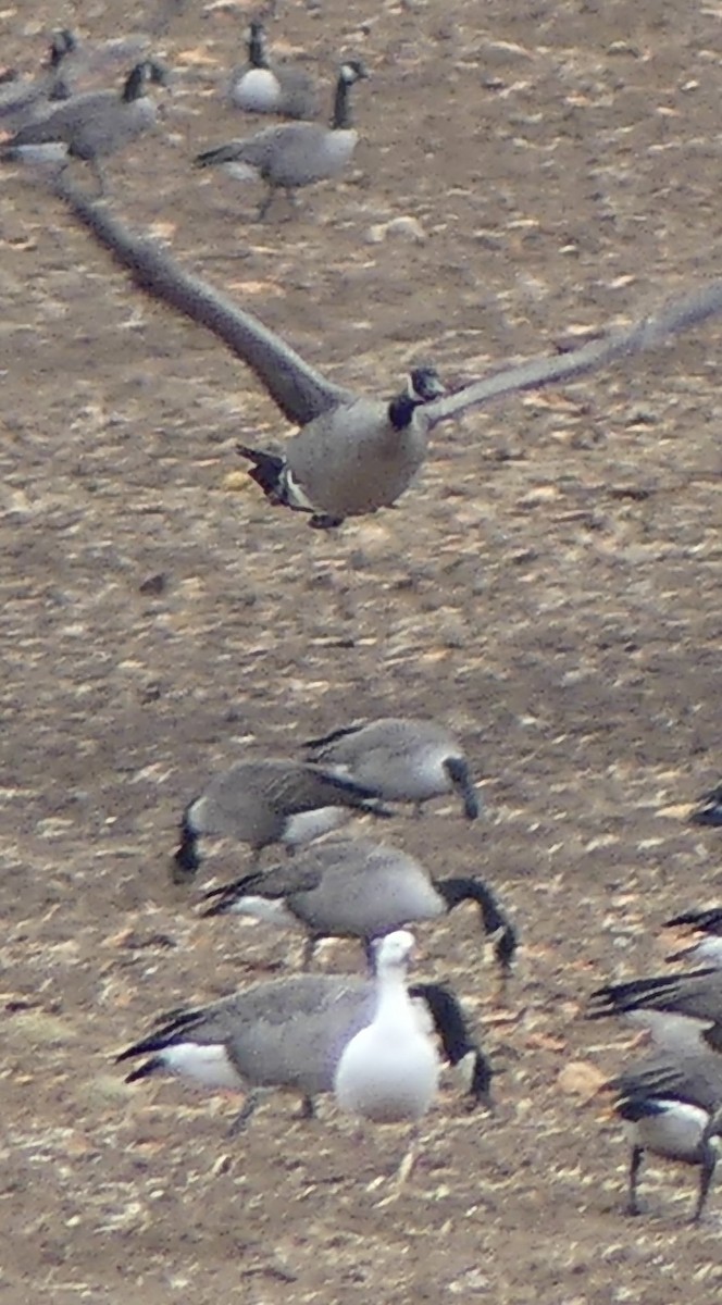 Ross's Goose - ML645872817