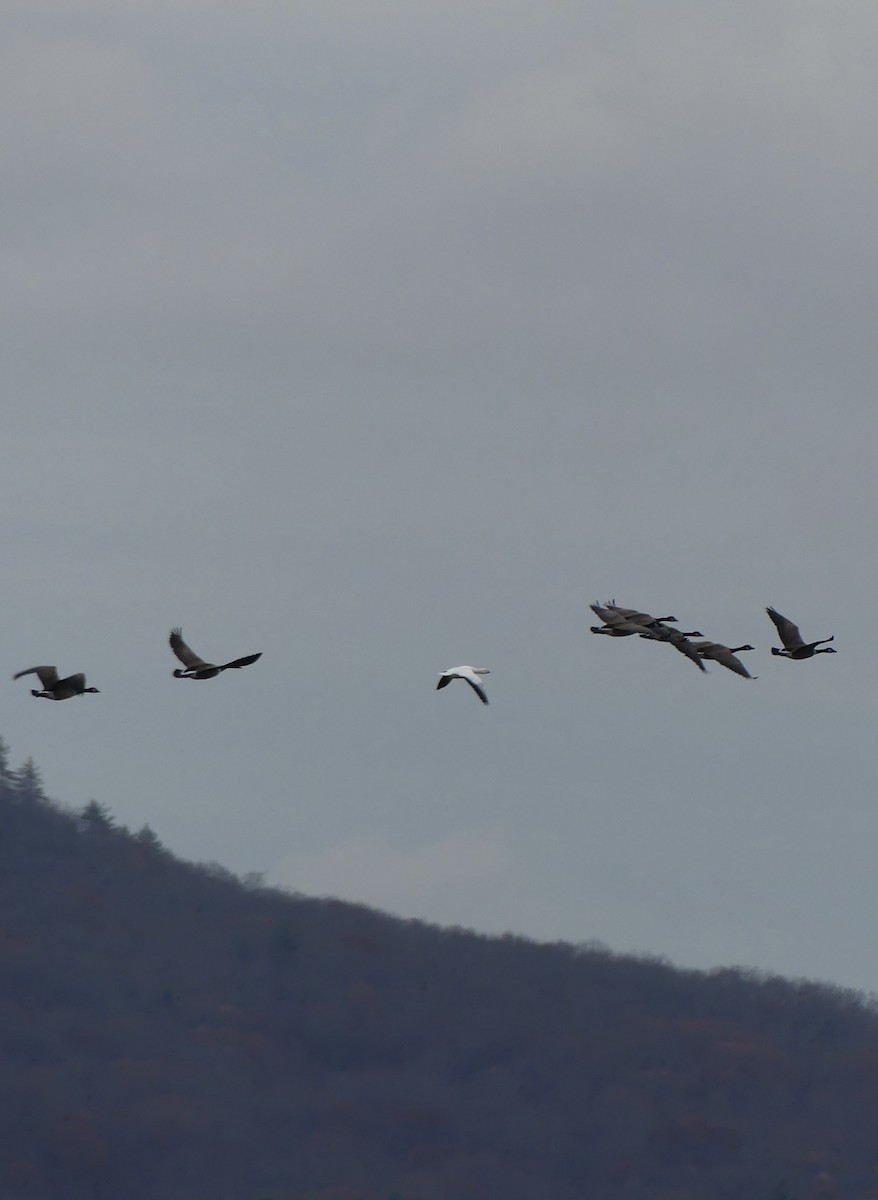 Ross's Goose - ML645872818