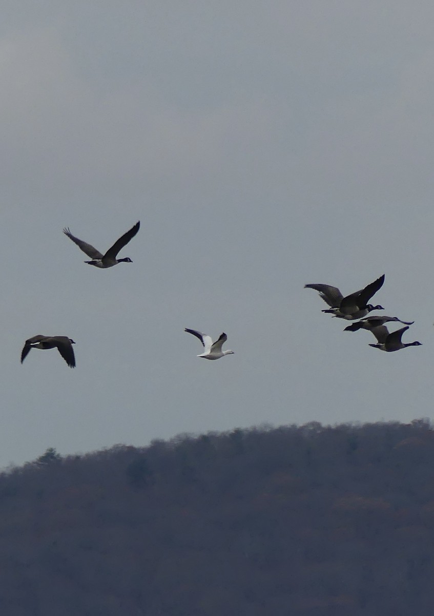 Ross's Goose - ML645872819