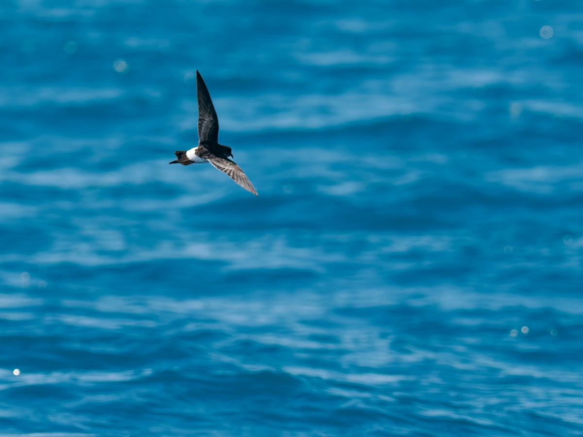 Maoristurmschwalbe - ML645872821