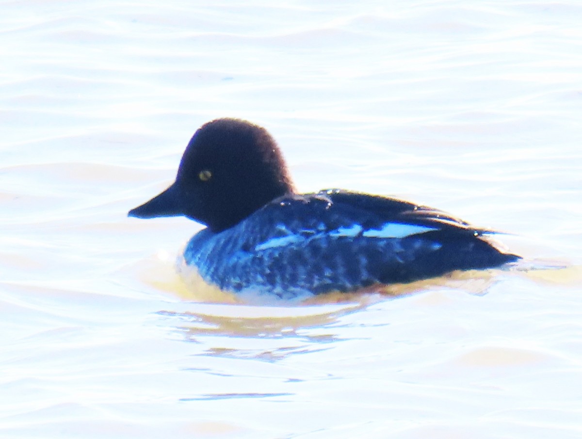 Schellente - ML645872823