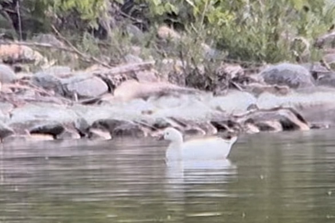 Zwergschneegans - ML645872824