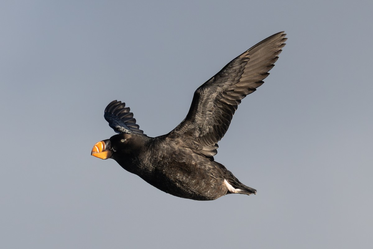 Gelbschopflund - ML645872825