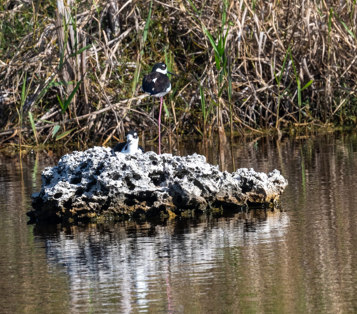 Schwarznacken-Stelzenläufer - ML645872826