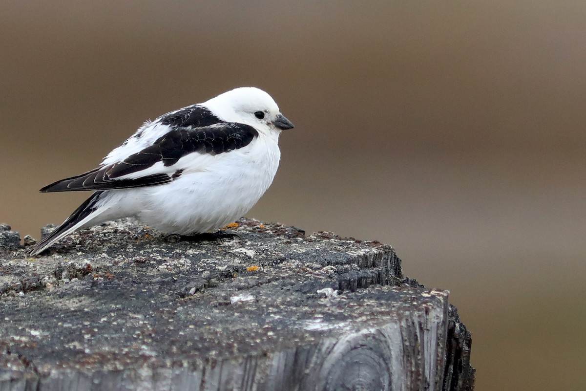 Schneeammer - ML645872827