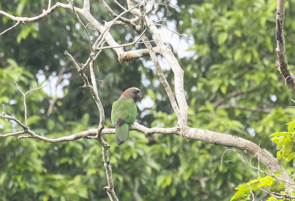 Fächerpapagei - ML645872828