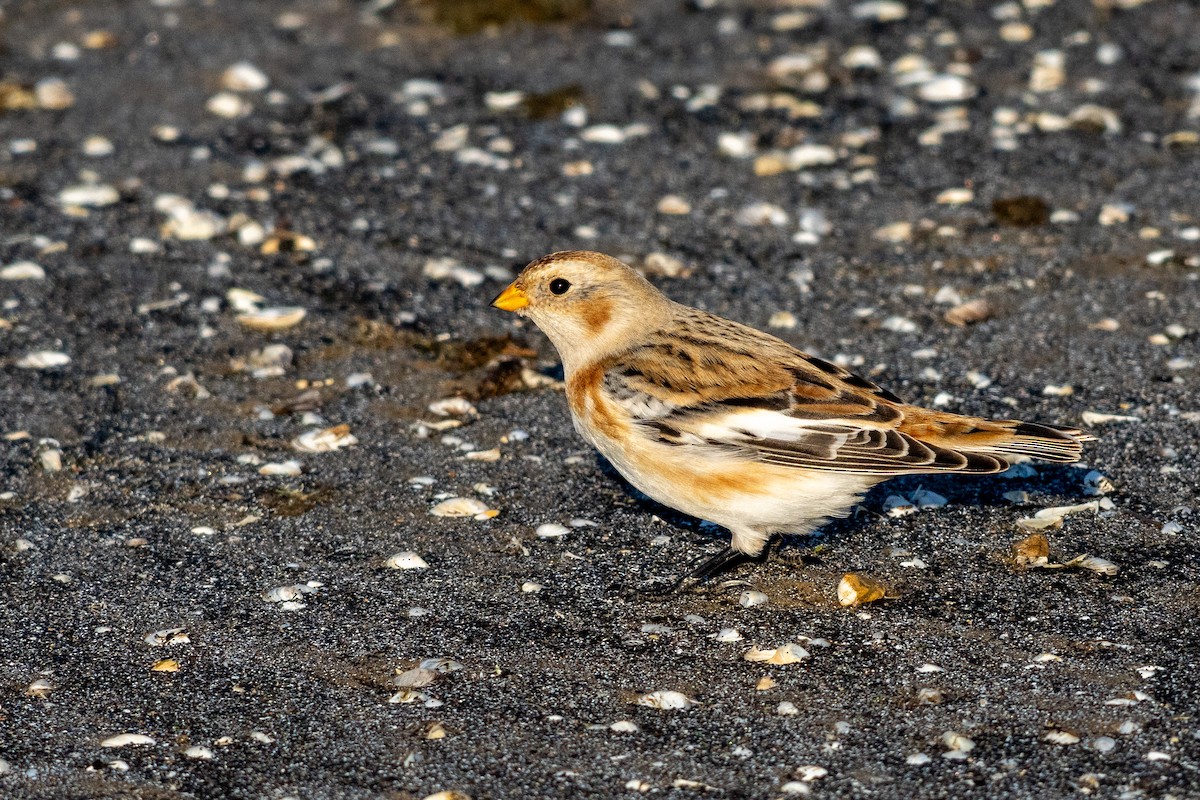 Schneeammer - ML645872829