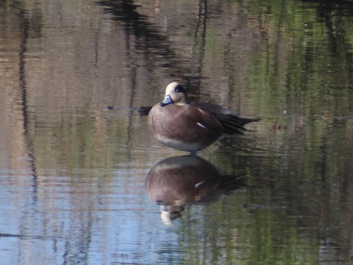 Kanadapfeifente - ML645872830