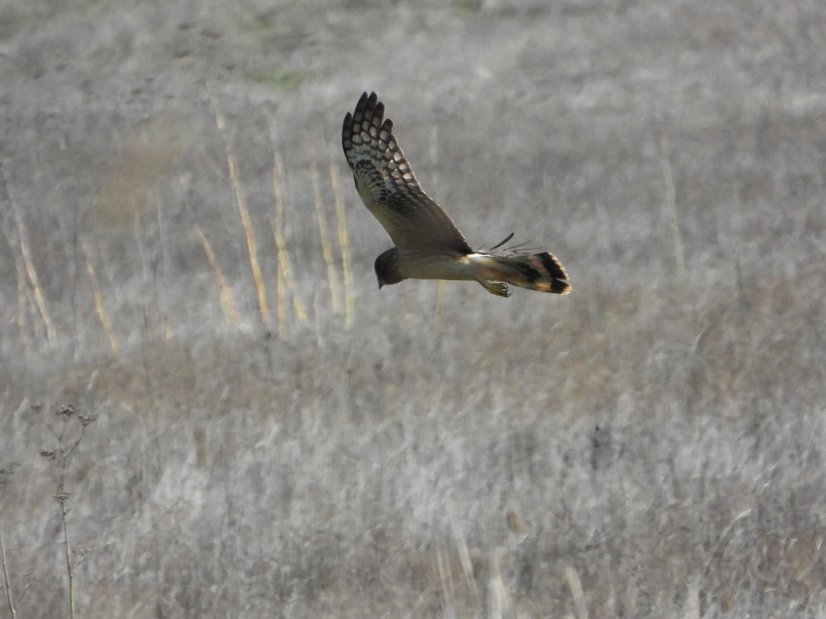 Hudsonweihe - ML645872832