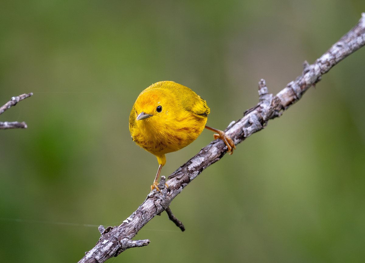 Mangrove Yellow Warbler (Greater Antillean) - ML645872833
