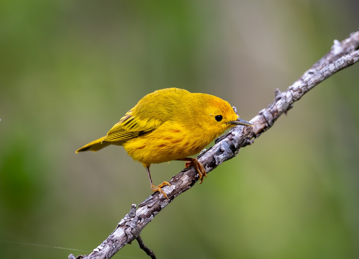 Mangrove Yellow Warbler (Greater Antillean) - ML645872834