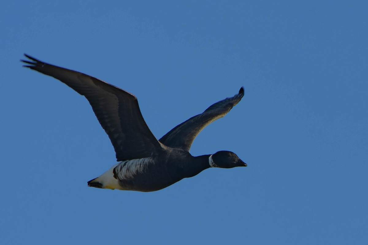 Ringelgans - ML645872836