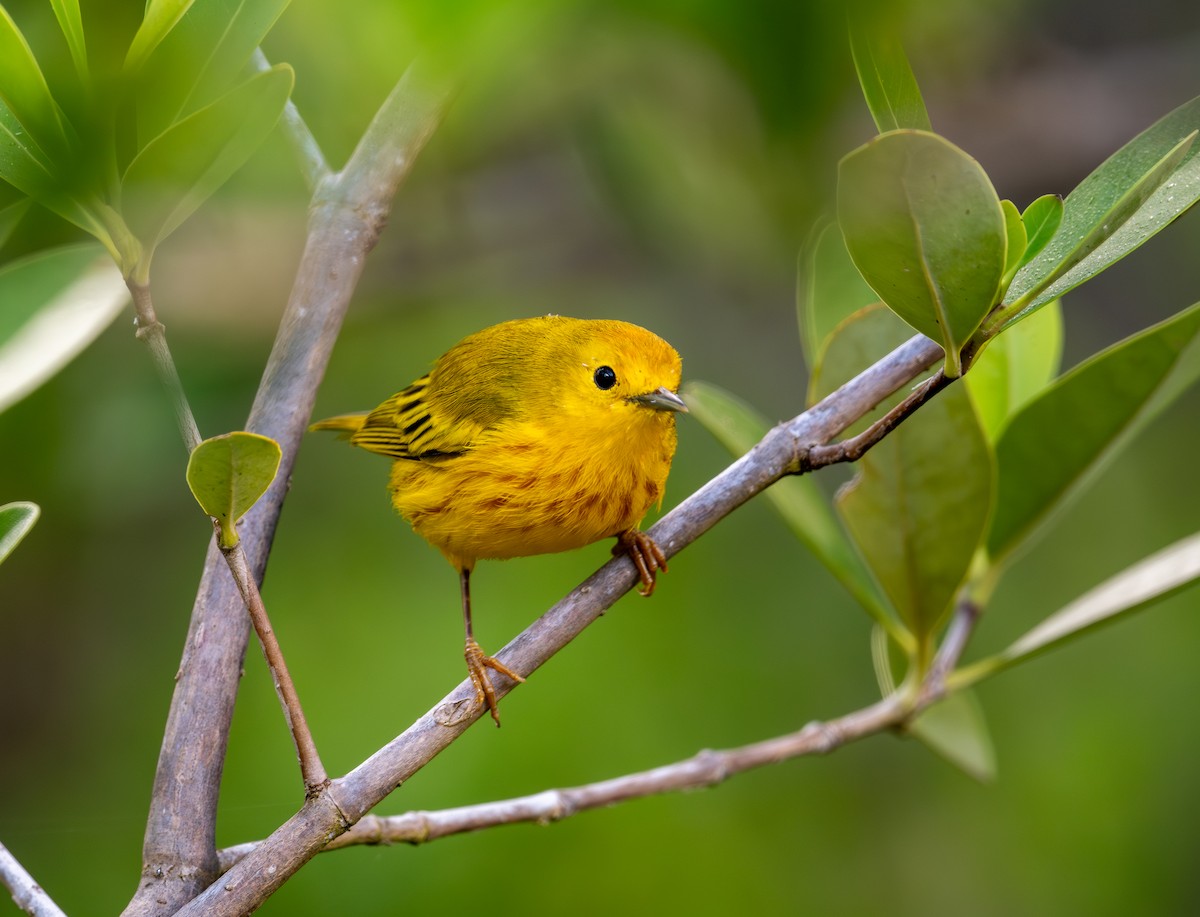 Mangrove Yellow Warbler (Greater Antillean) - ML645872837