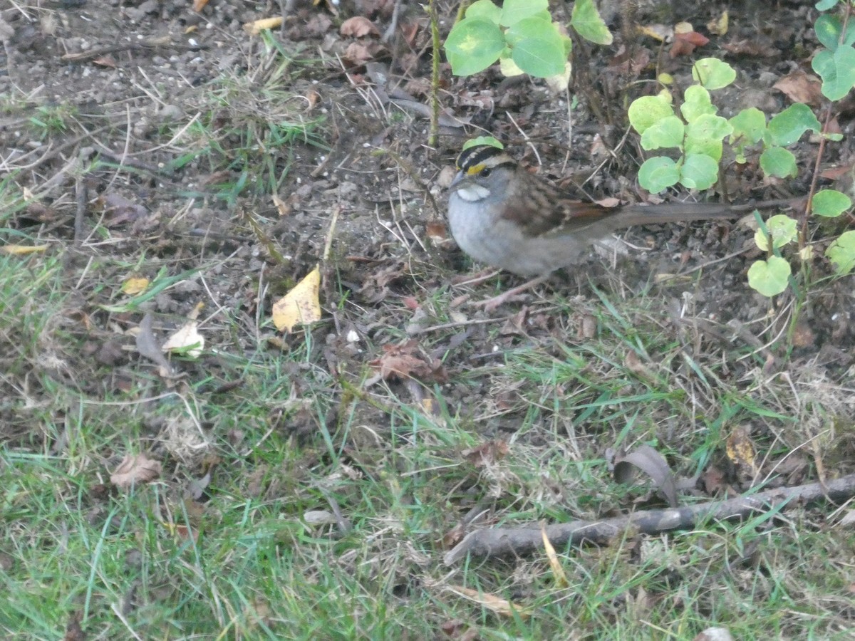 Weißkehlammer - ML645872847