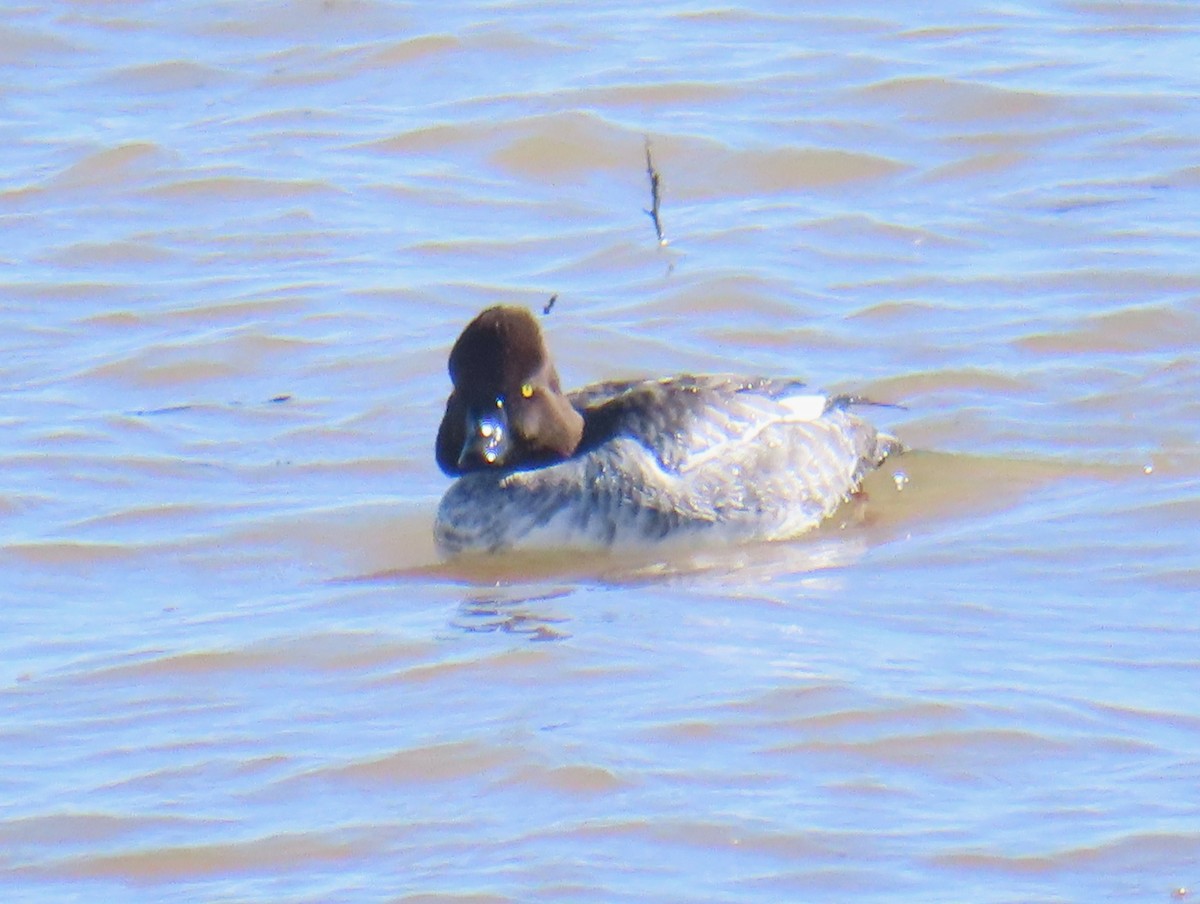 Schellente - ML645872848