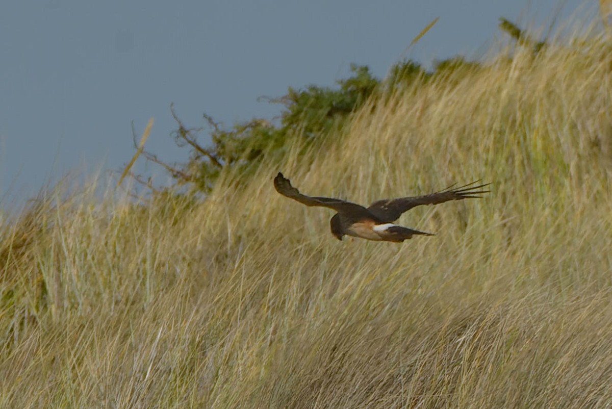 Hudsonweihe - ML645872849