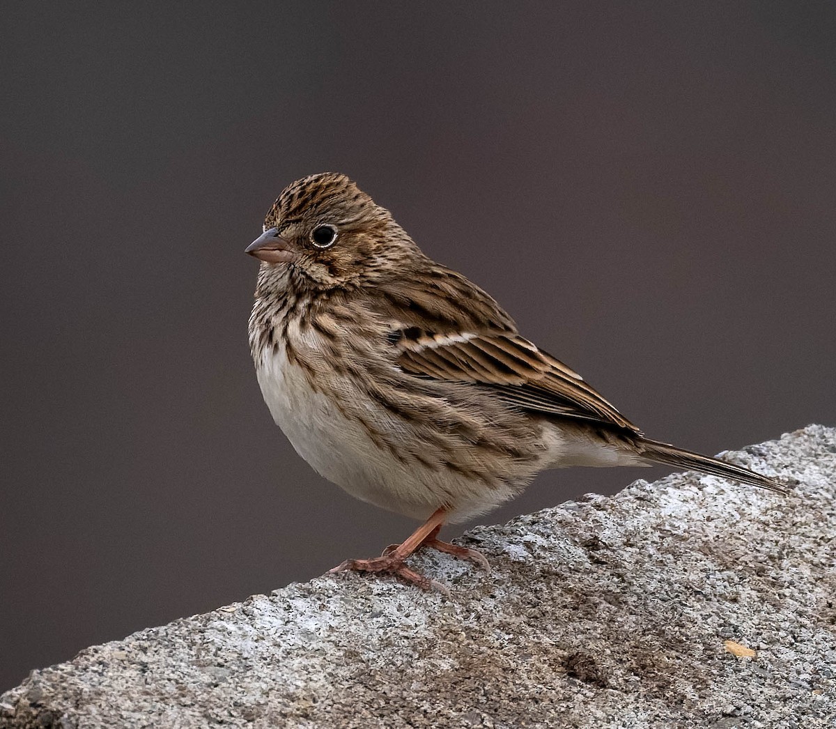 Vesper Sparrow - ML645872852