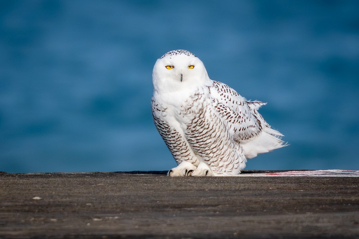 Schneeeule - ML645872854