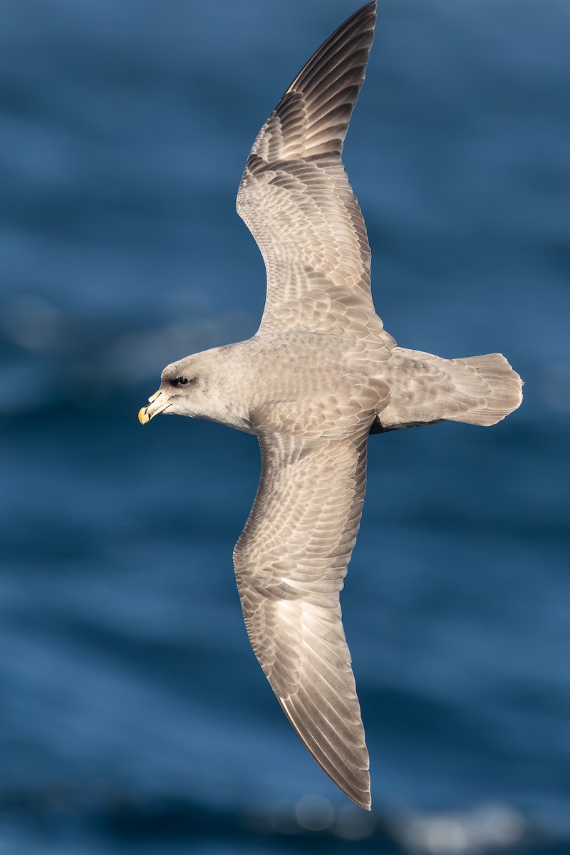Northern Fulmar - ML645872864