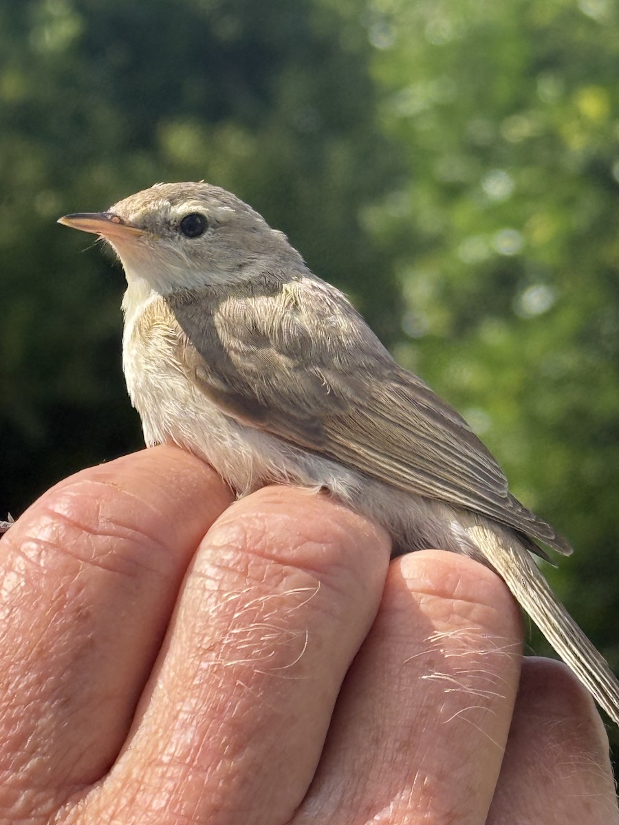 Booted Warbler - ML645872875
