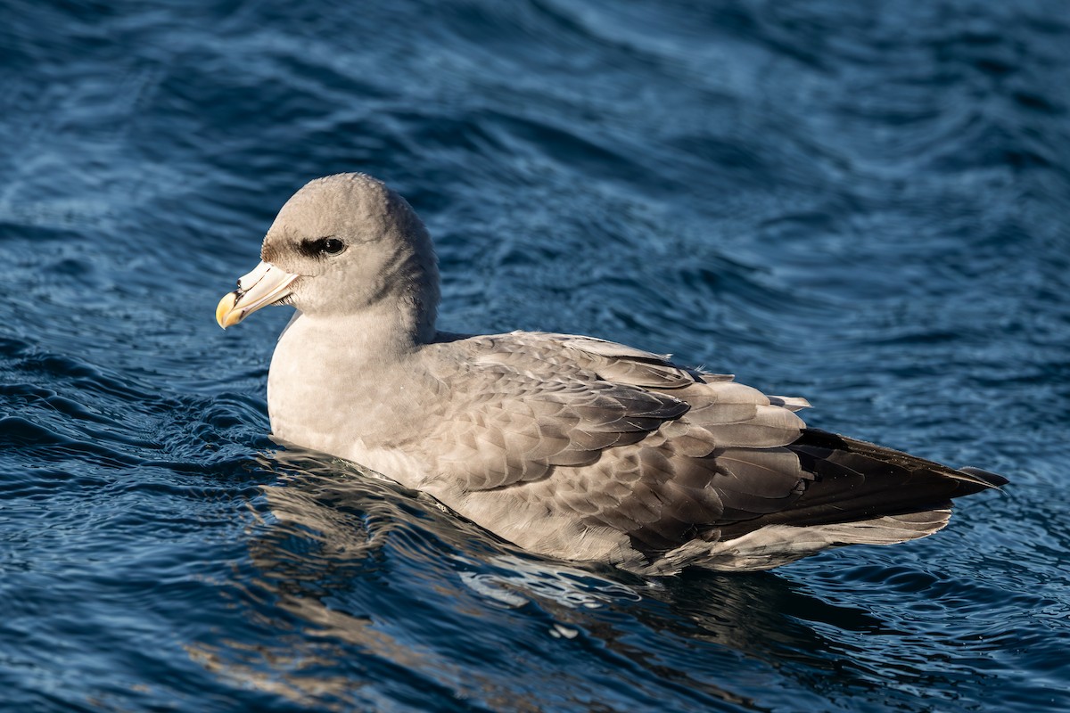Northern Fulmar - ML645872877