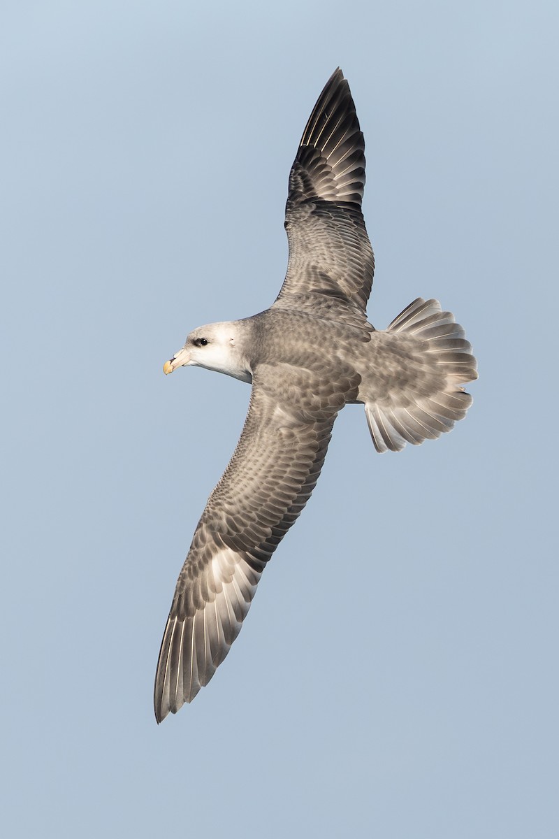 Northern Fulmar - ML645872891