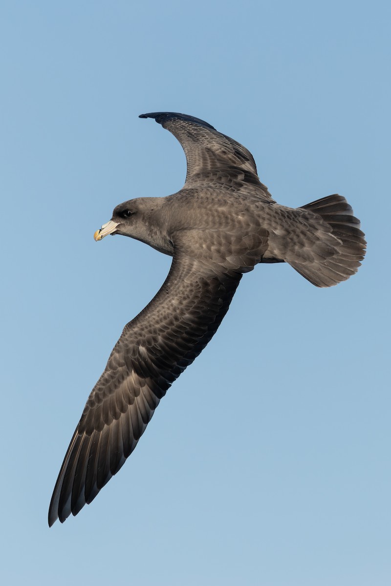 Northern Fulmar - ML645872892