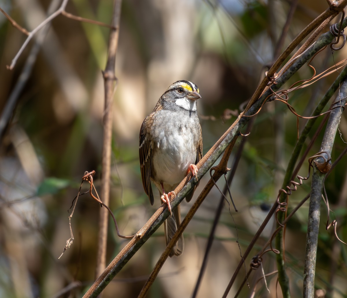 White-throated Sparrow - ML645872894
