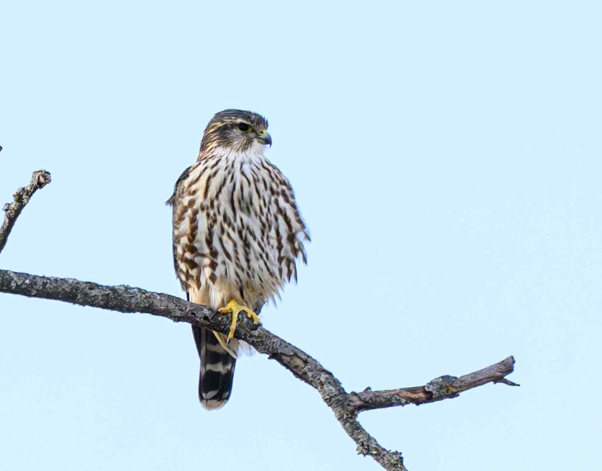 Merlin - ML645872895