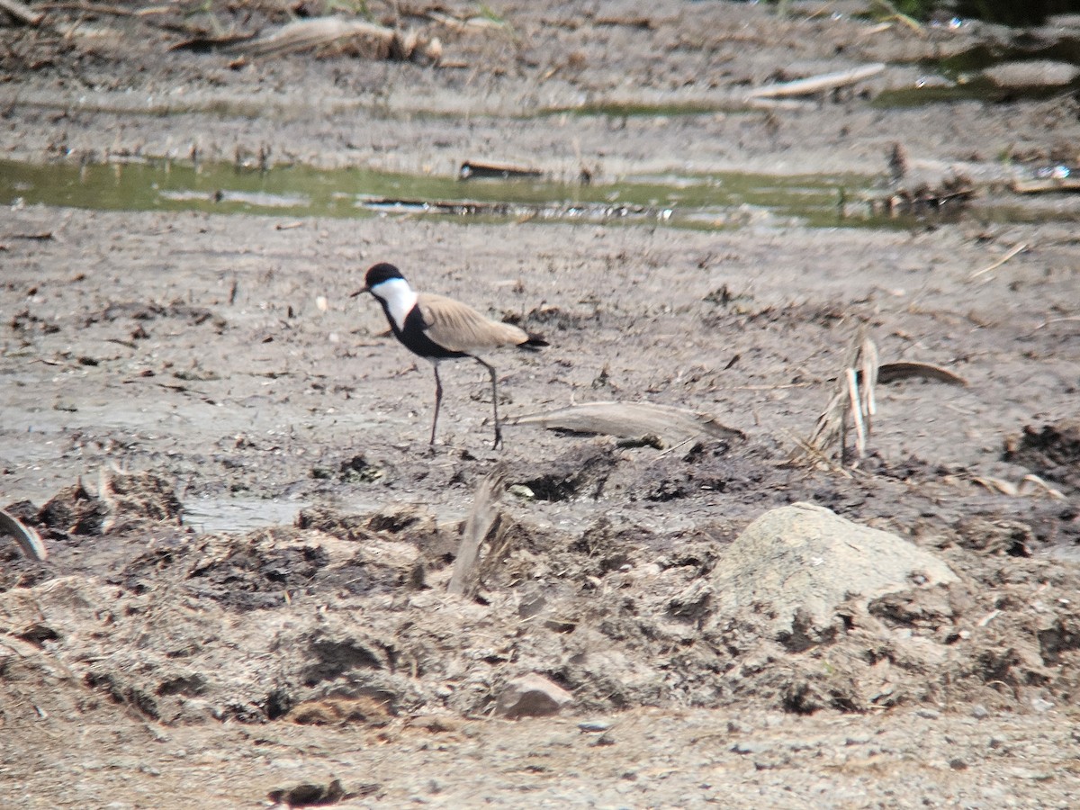 Vanneau à éperons - ML645872899