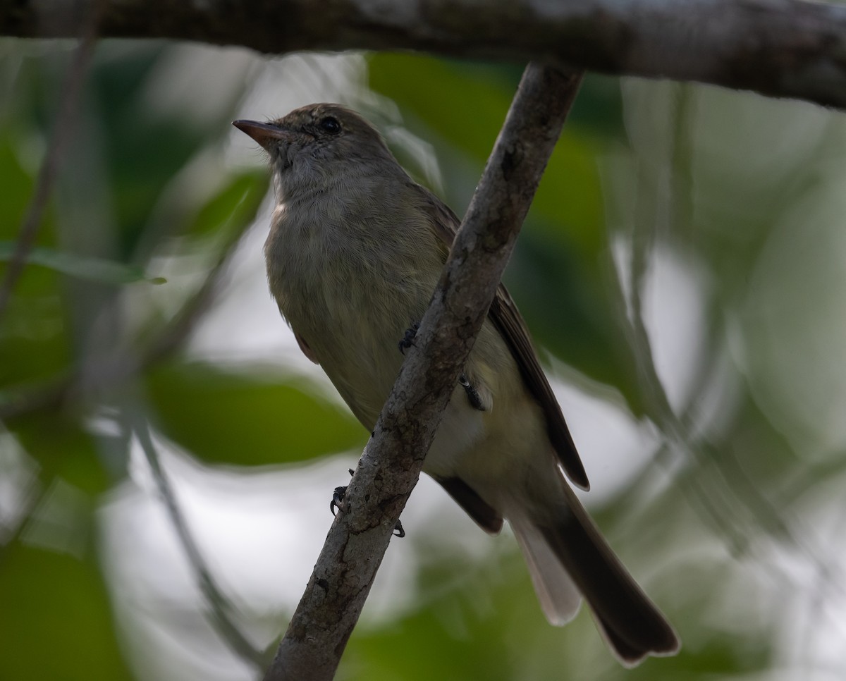 Élénie siffleuse - ML645872909