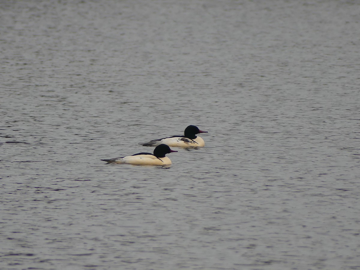 Common Merganser - ML645872911