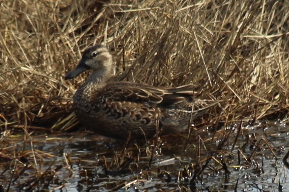 Zertzeta hegalurdina - ML645872919