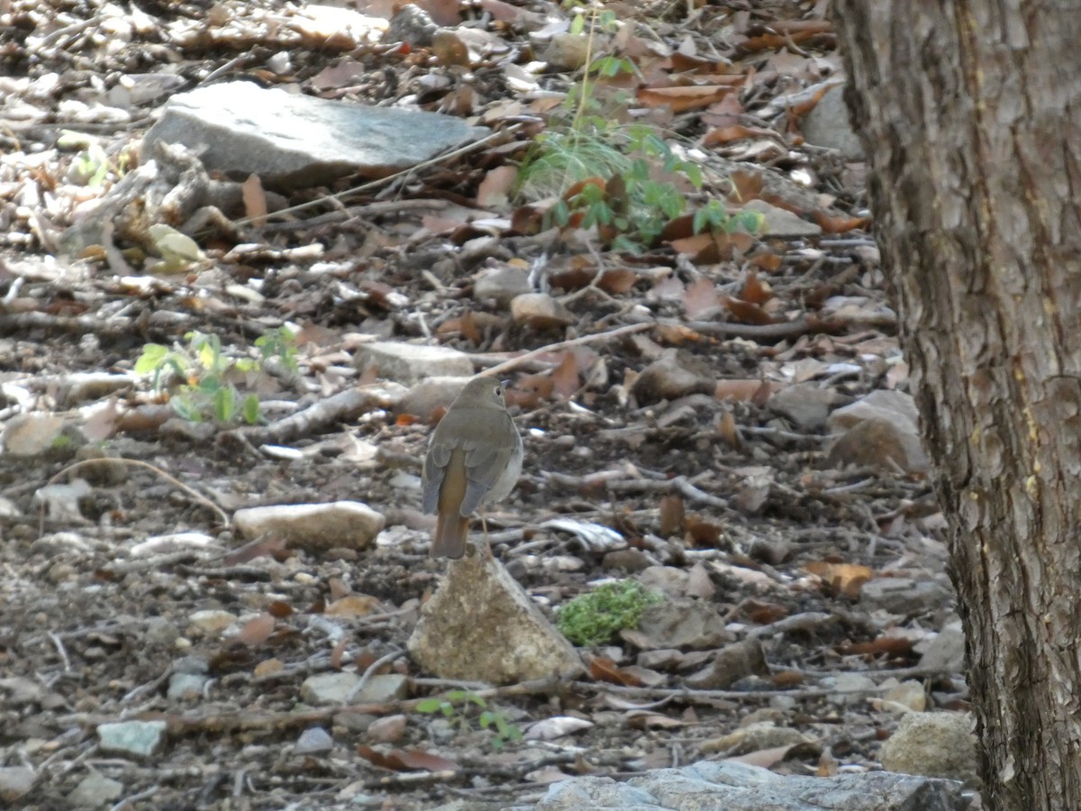 Hermit Thrush - ML645872920