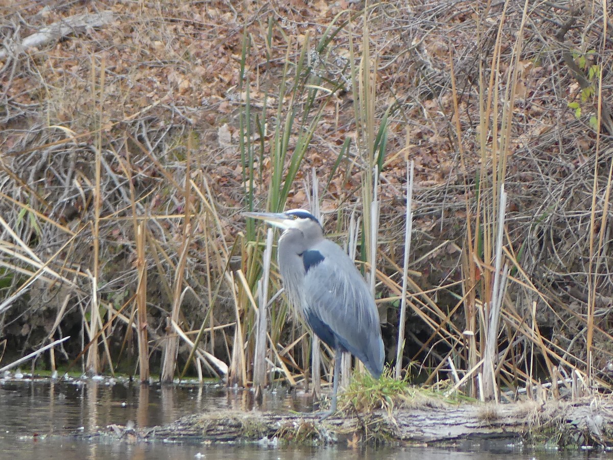Great Blue Heron - ML645872924