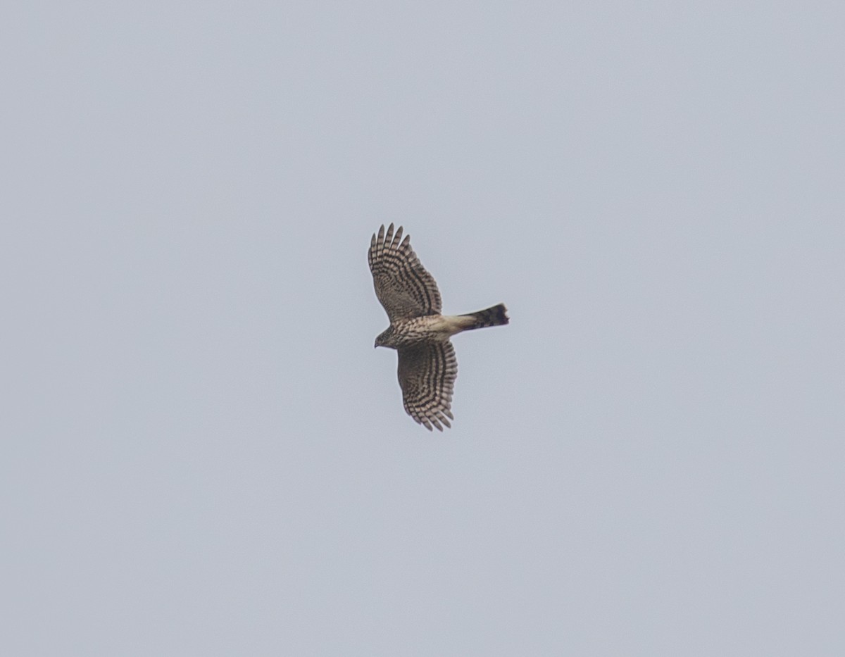 Sharp-shinned Hawk - ML645872927