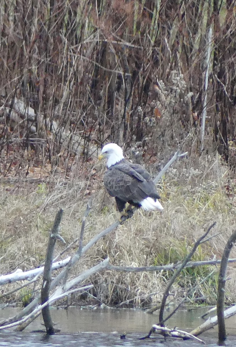 Bald Eagle - ML645872929