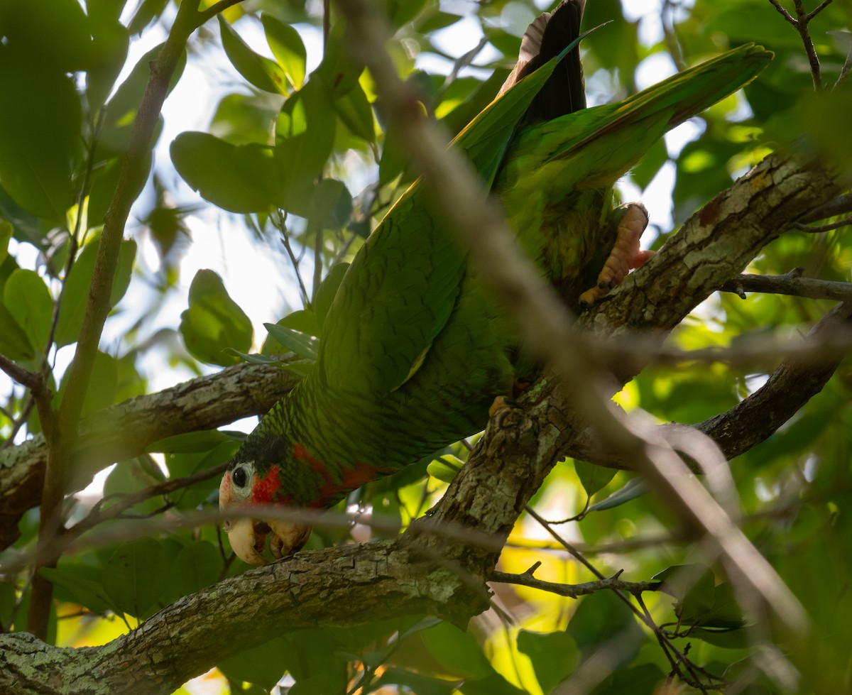 Cuban Amazon (Cayman Is.) - ML645872933