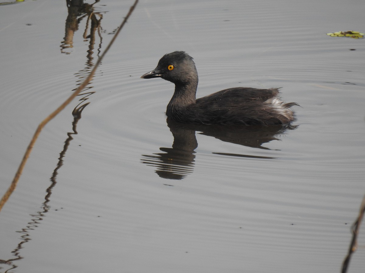 Least Grebe - ML645872937