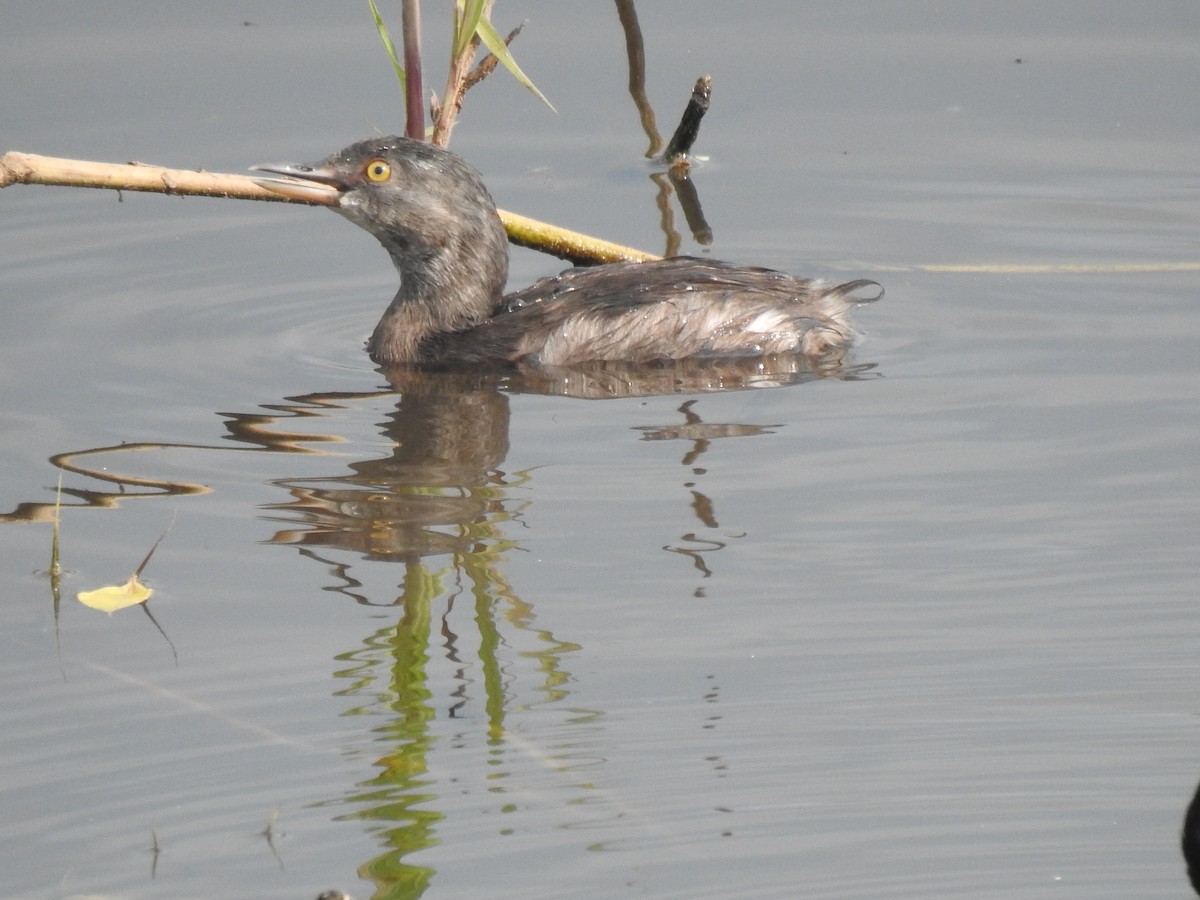 Least Grebe - ML645872938