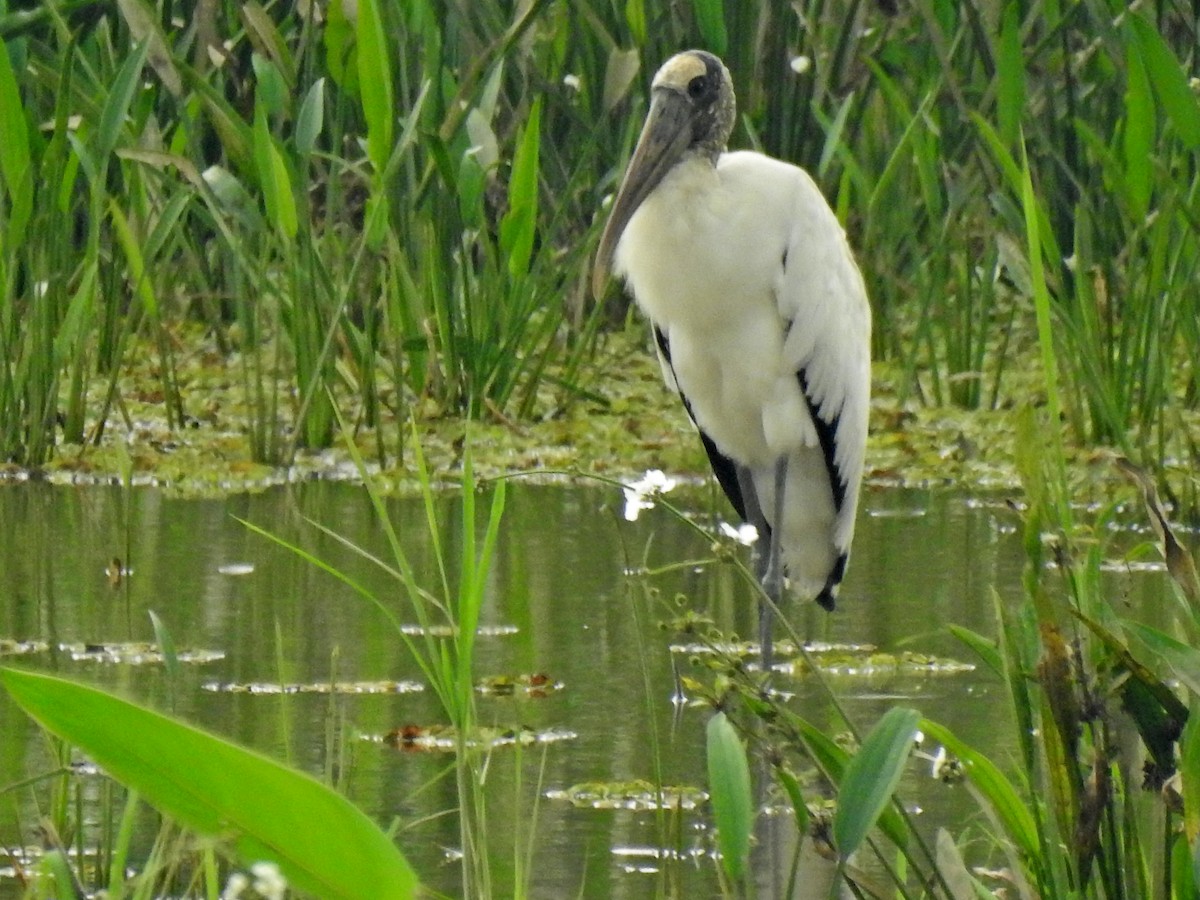 nesyt americký - ML645872946