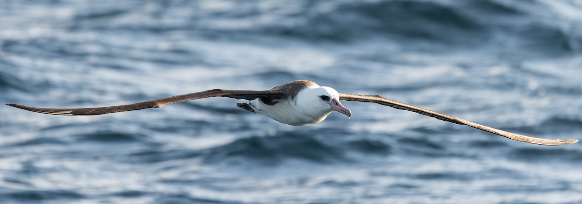 Laysan Albatross - ML645872948