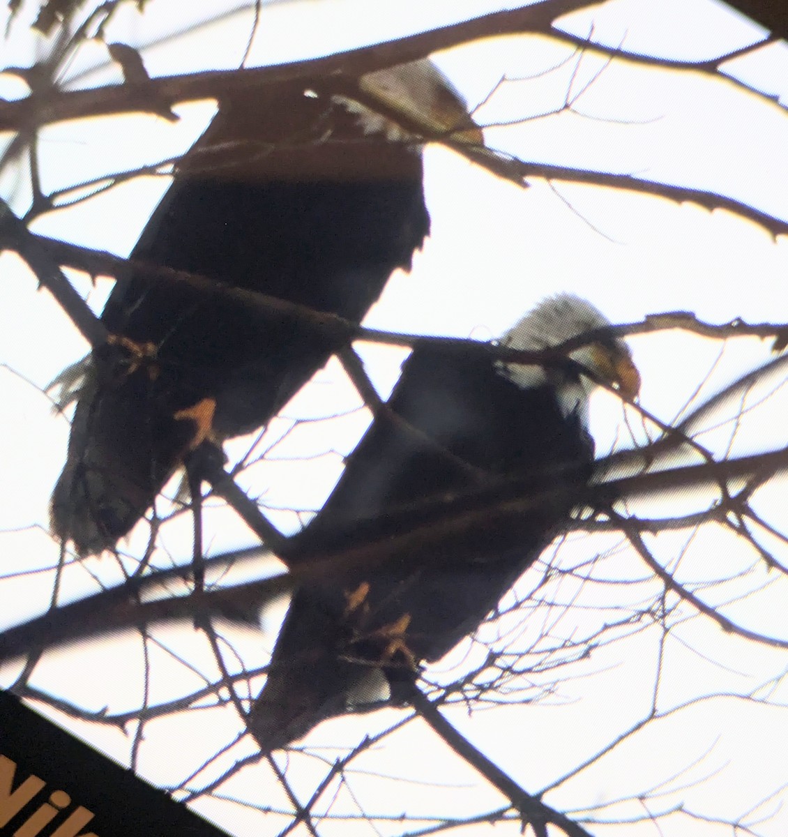 Bald Eagle - ML645872951