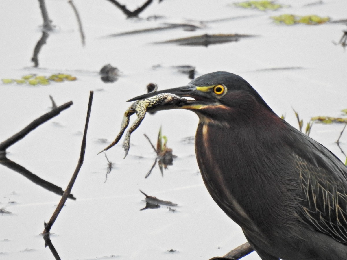 volavka zelenavá - ML645872955