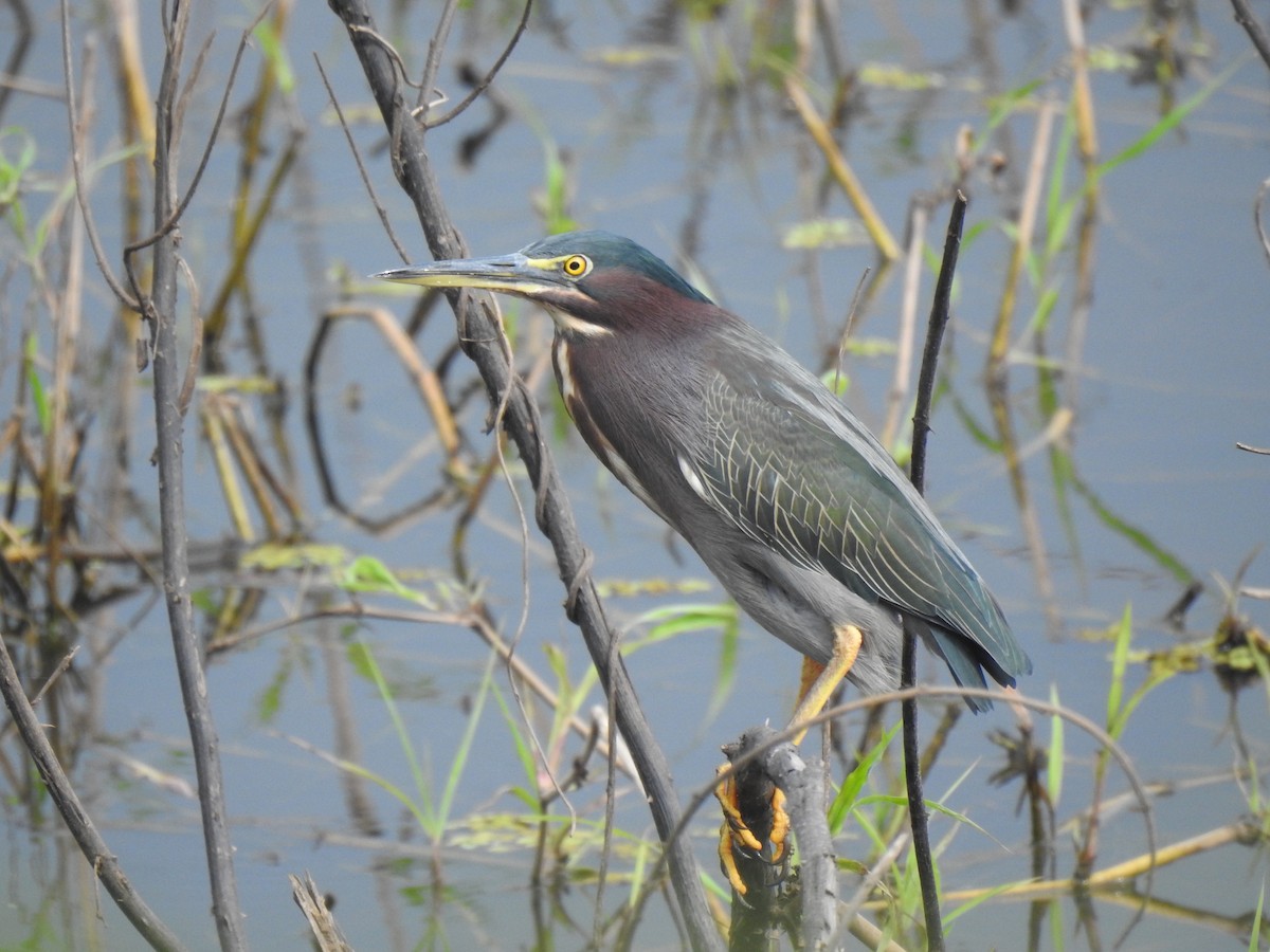 volavka zelenavá - ML645872956