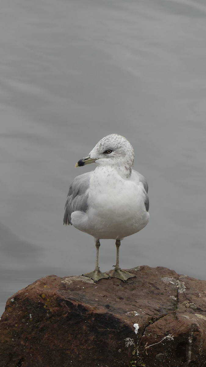 Ring-billed Gull - ML645872957