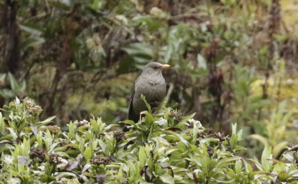 Chiguanco Thrush - ML645872965