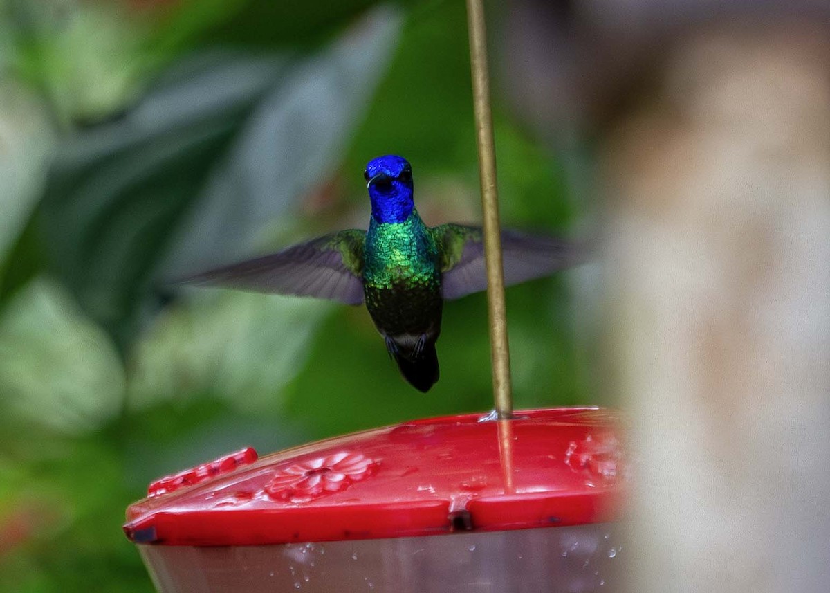 gyllenstjertkolibri - ML645872966